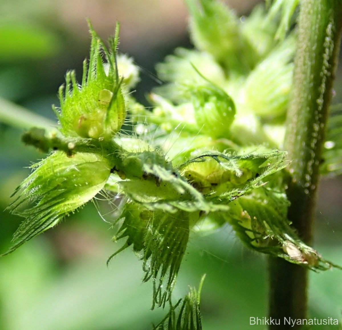 Acalypha ciliata Forssk.